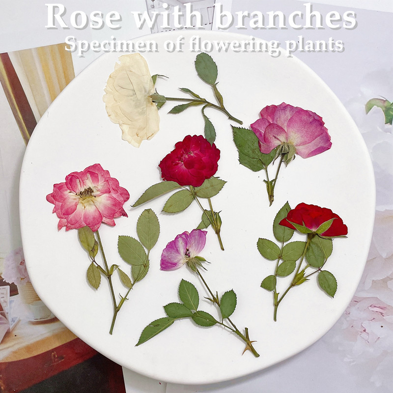 12 stuks, natuurwit roze rode  - Wedding Card Box recensie en prijs